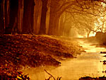 Wald-Welten
