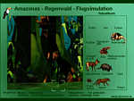 Amazonas - Regenwald - Flugsimulation