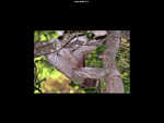 Animals in Costa Rica