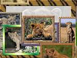 Baby Big Cats
