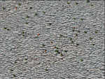 Bugs