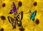 Butterfly Babies