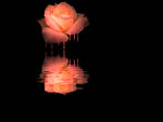 Rosewater
